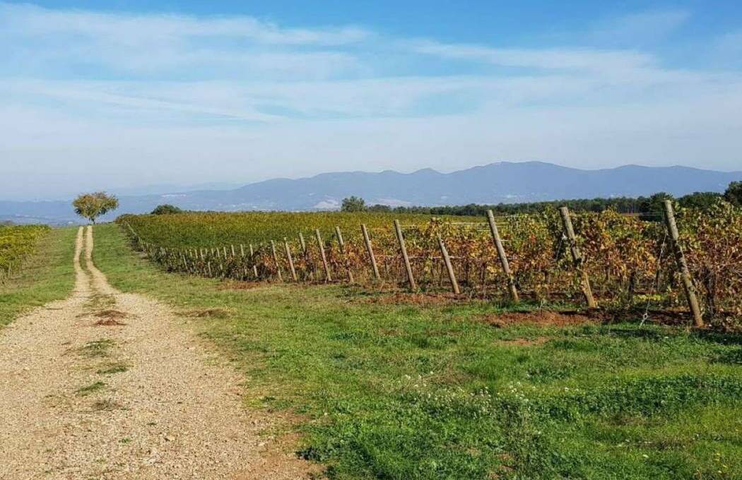 Terreno agricolo in vendita contrada 10 km sopra Orvieto, Orvieto(TR)