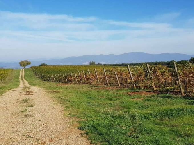 Terreno agricolo in vendita contrada 10 km sopra Orvieto, Orvieto(TR)