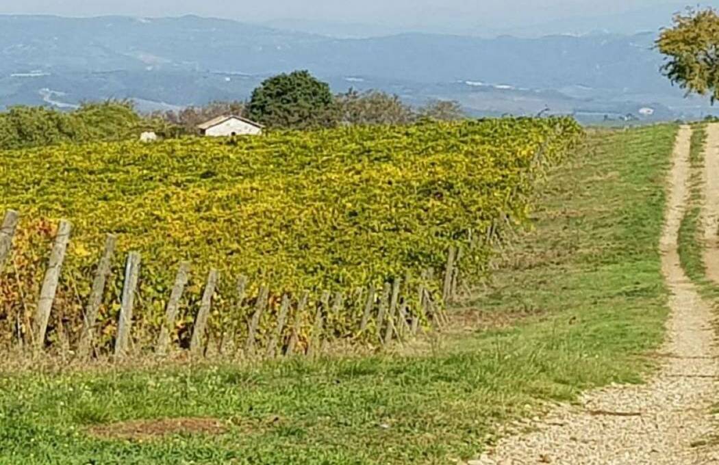 Terreno agricolo in vendita contrada 10 km sopra Orvieto, Orvieto(TR)