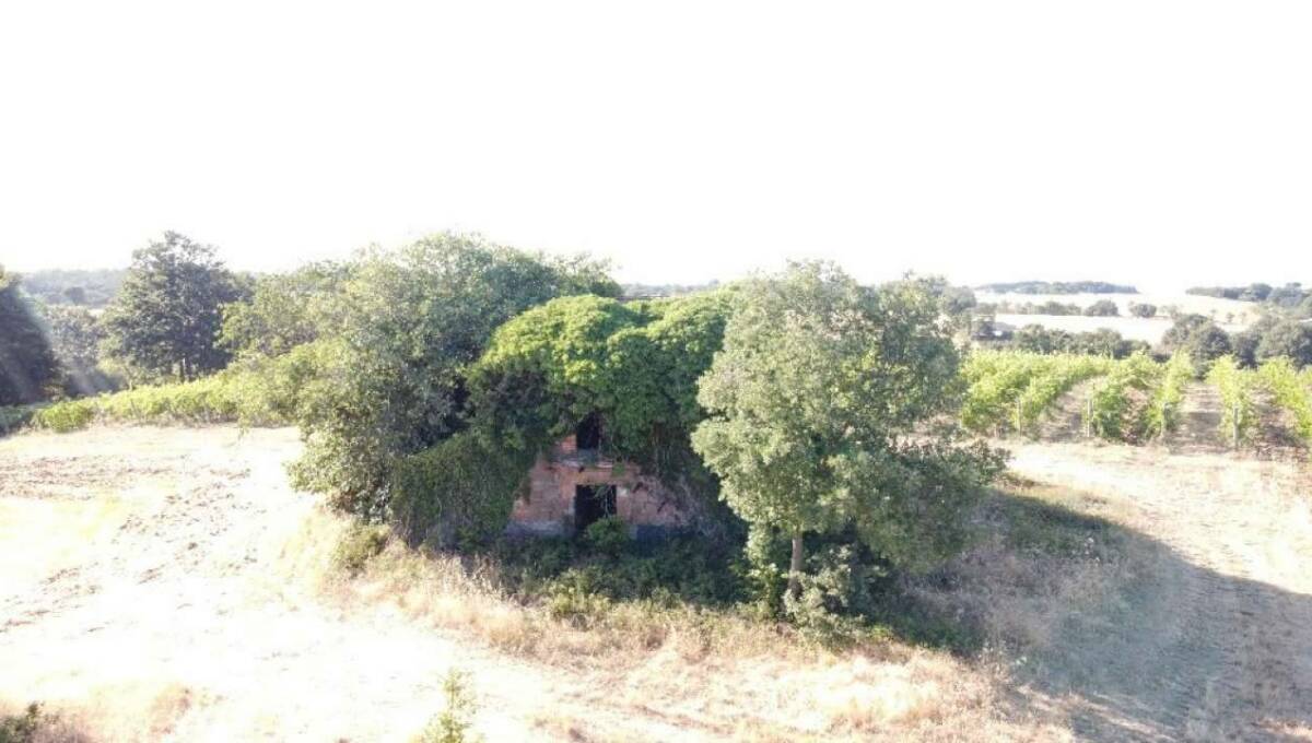 Terreno agricolo in vendita contrada 10 km sopra Orvieto, Orvieto(TR)