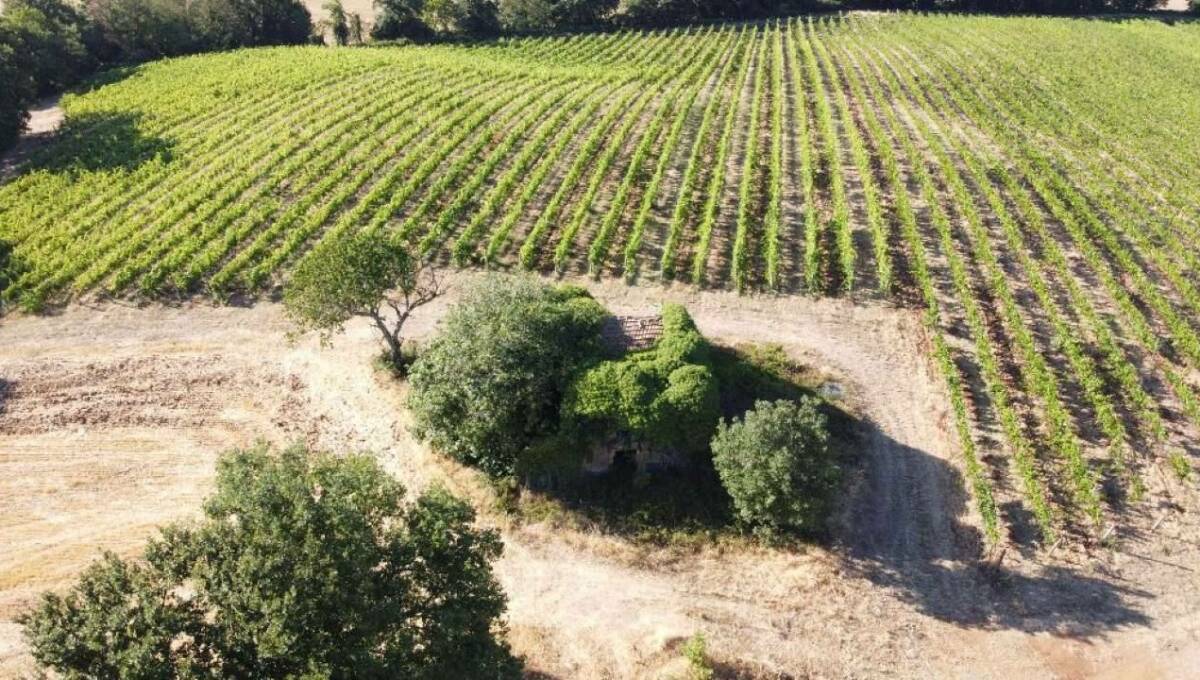 Terreno agricolo in vendita contrada 10 km sopra Orvieto, Orvieto(TR)