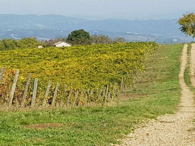 Terreno agricolo in vendita contrada 10 km sopra Orvieto, Orvieto(TR)