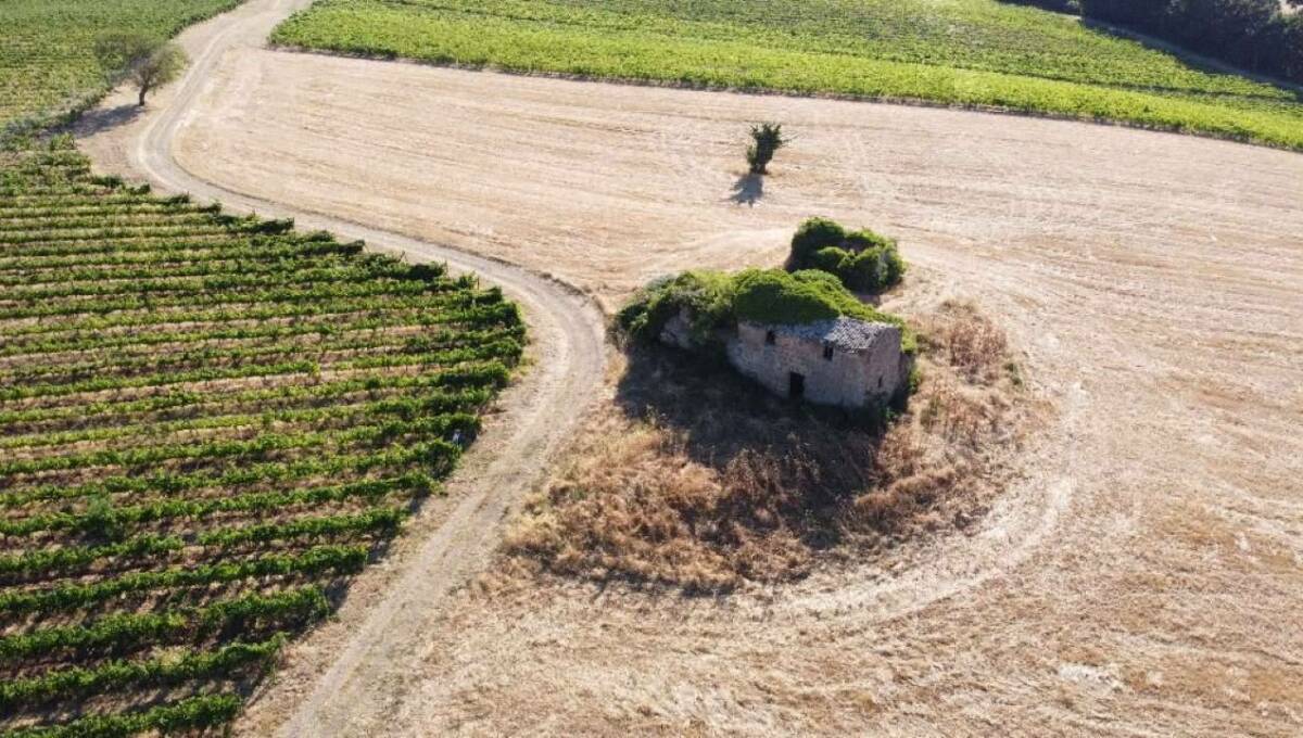 Terreno agricolo in vendita contrada 10 km sopra Orvieto, Orvieto(TR)