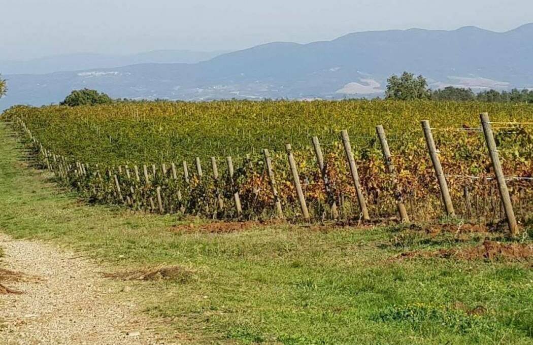 Terreno agricolo in vendita contrada 10 km sopra Orvieto, Orvieto(TR)