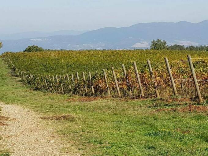 Terreno agricolo in vendita contrada 10 km sopra Orvieto, Orvieto(TR)