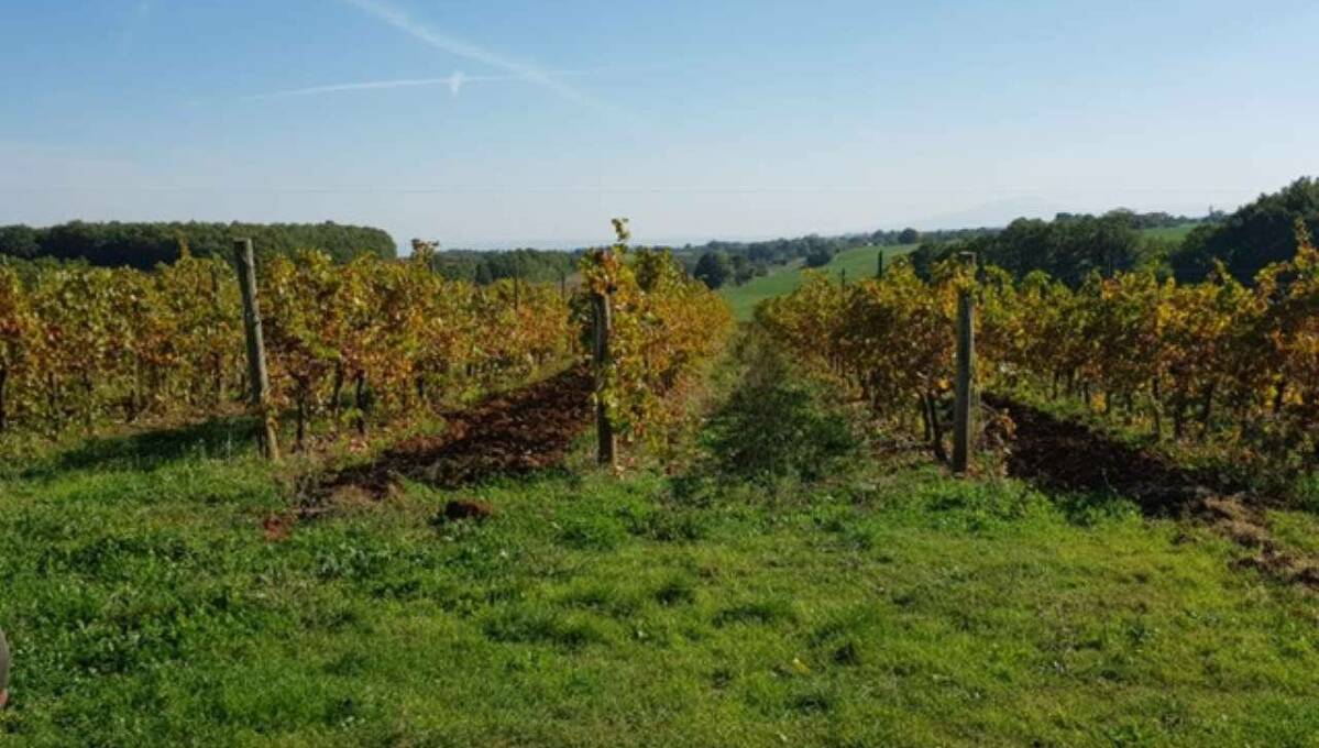 Terreno agricolo in vendita contrada 10 km sopra Orvieto, Orvieto(TR)