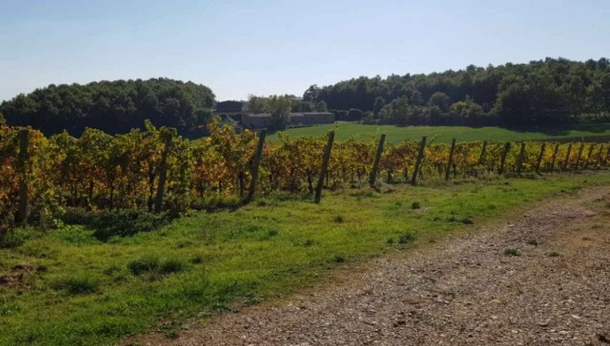 Terreno agricolo in vendita contrada 10 km sopra Orvieto, Orvieto(TR)