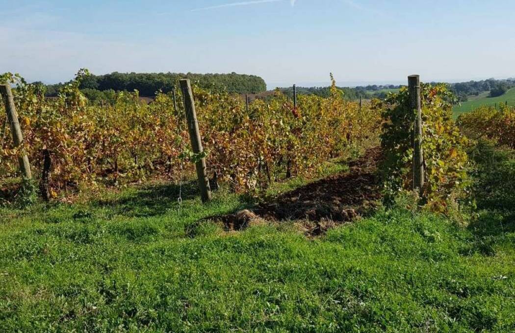 Terreno agricolo in vendita contrada 10 km sopra Orvieto, Orvieto(TR)