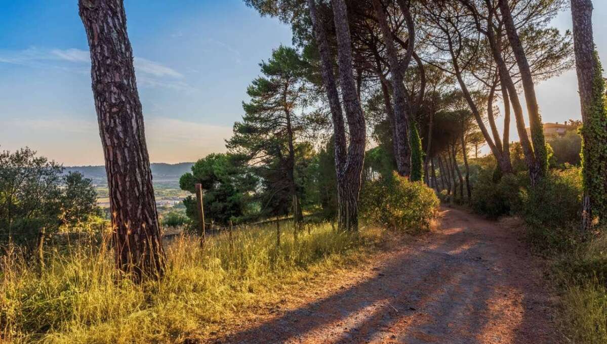 Terreno edificabile in vendita via Cavolelli, Campagnano di Roma