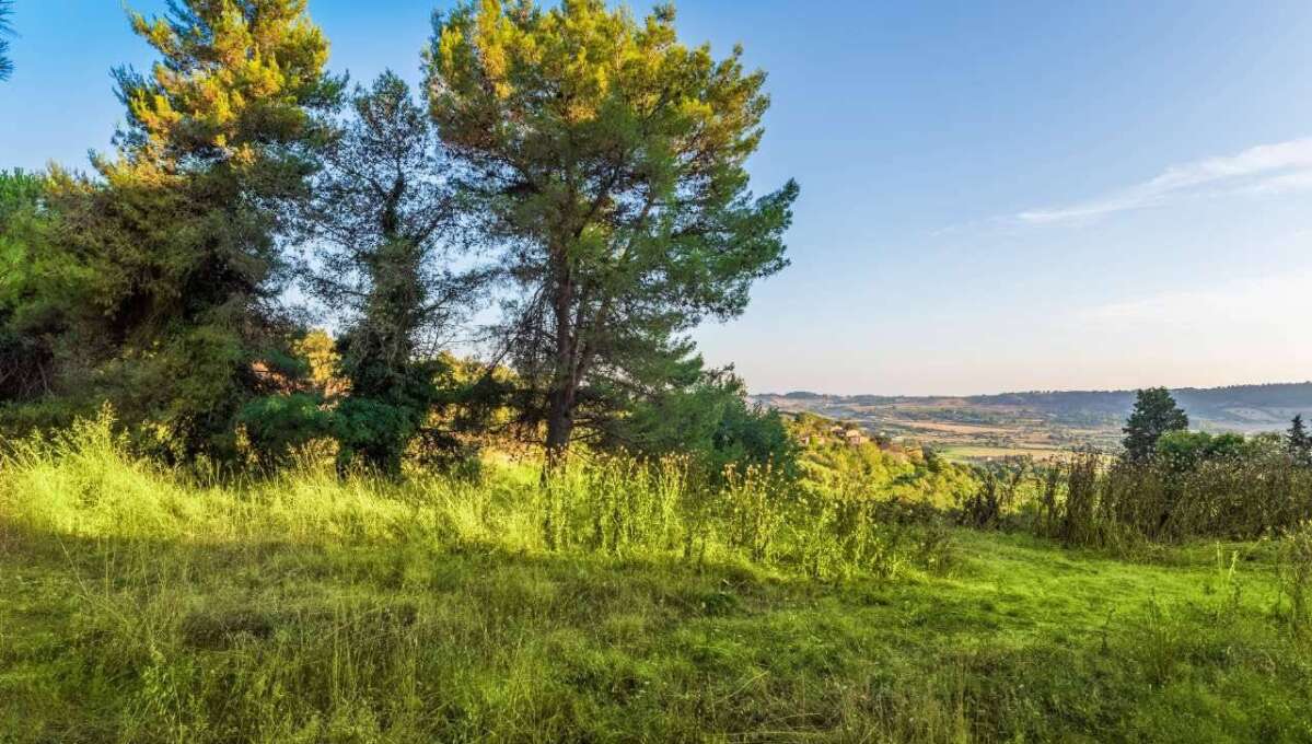 Terreno edificabile in vendita via Cavolelli, Campagnano di Roma