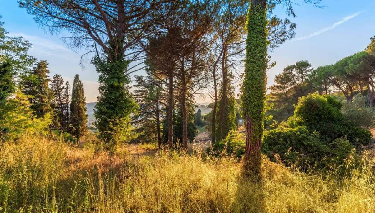 Terreno edificabile in vendita via Cavolelli, Campagnano di Roma