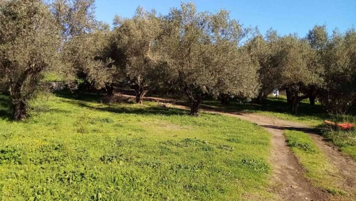 Terreno agricolo Localita’ Mazzocchio Alto, Vetralla