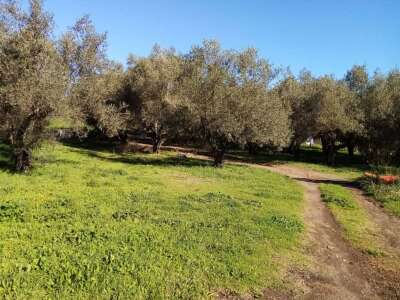 Terreno agricolo Localita’ Mazzocchio Alto, Vetralla