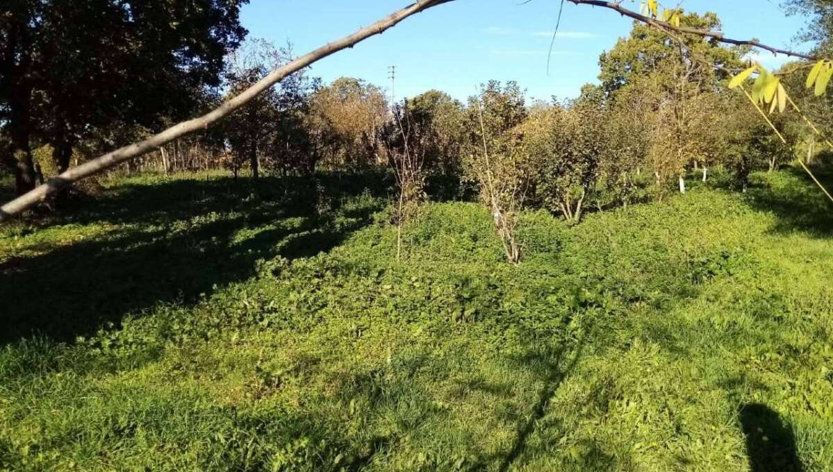 Terreno agricolo Localita’ Mazzocchio Alto, Vetralla