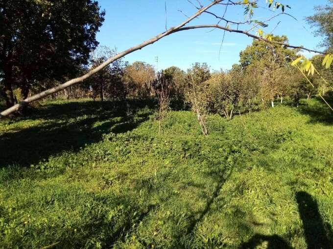 Terreno agricolo Localita’ Mazzocchio Alto, Vetralla