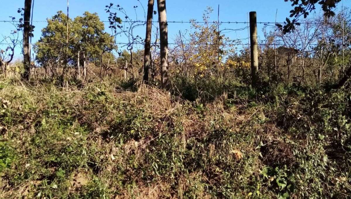 Terreno agricolo Localita’ Mazzocchio Alto, Vetralla