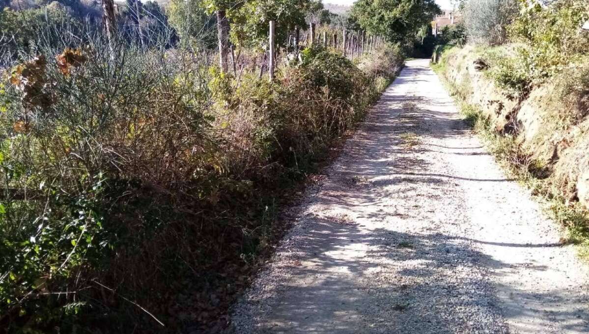 Terreno agricolo Localita’ Mazzocchio Alto, Vetralla