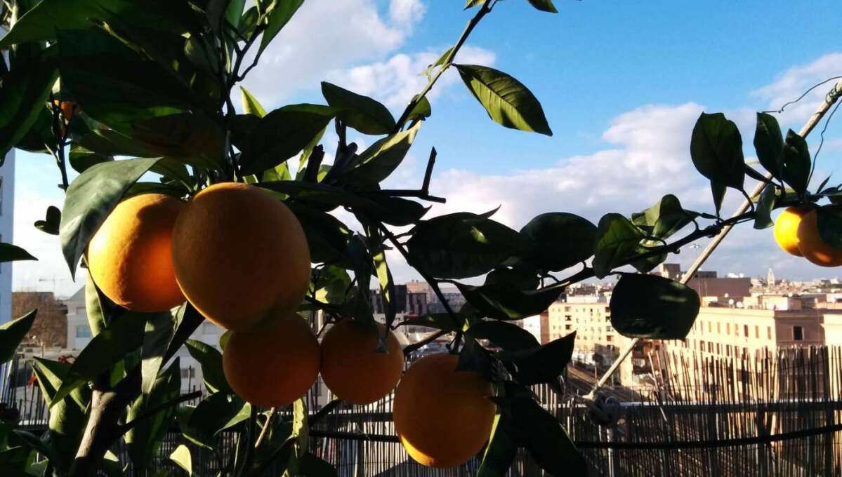 Appartamento in vendita via degli Orti Variani, Roma